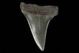 Fossil Mako Shark Tooth - South Carolina #128738-1